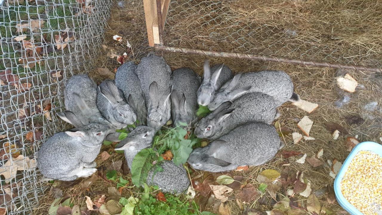Pensiunea Agroturistica Cerna, Vaideeni, Valcea Luaran gambar